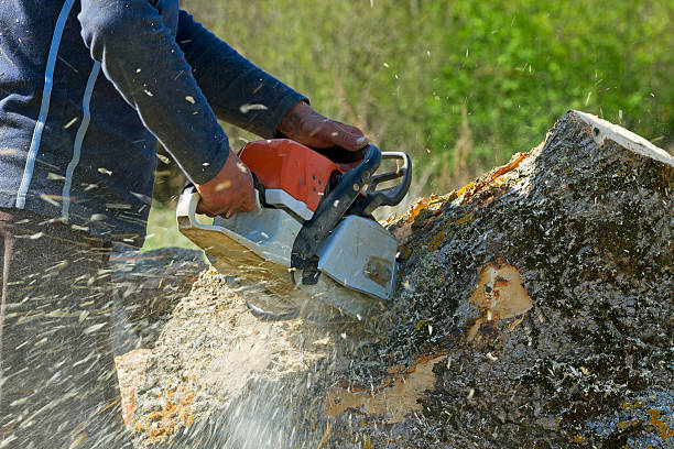 Best Tree Disease Treatment  in Bloomfield Hills, MI